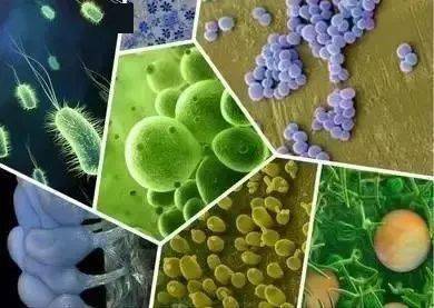 枯草芽孢桿菌不能和哪些殺菌劑一起用?